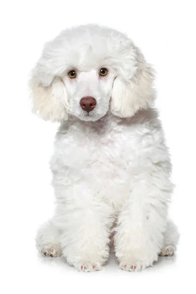 Bílý pudl štěně na bílém pozadí — Stock fotografie