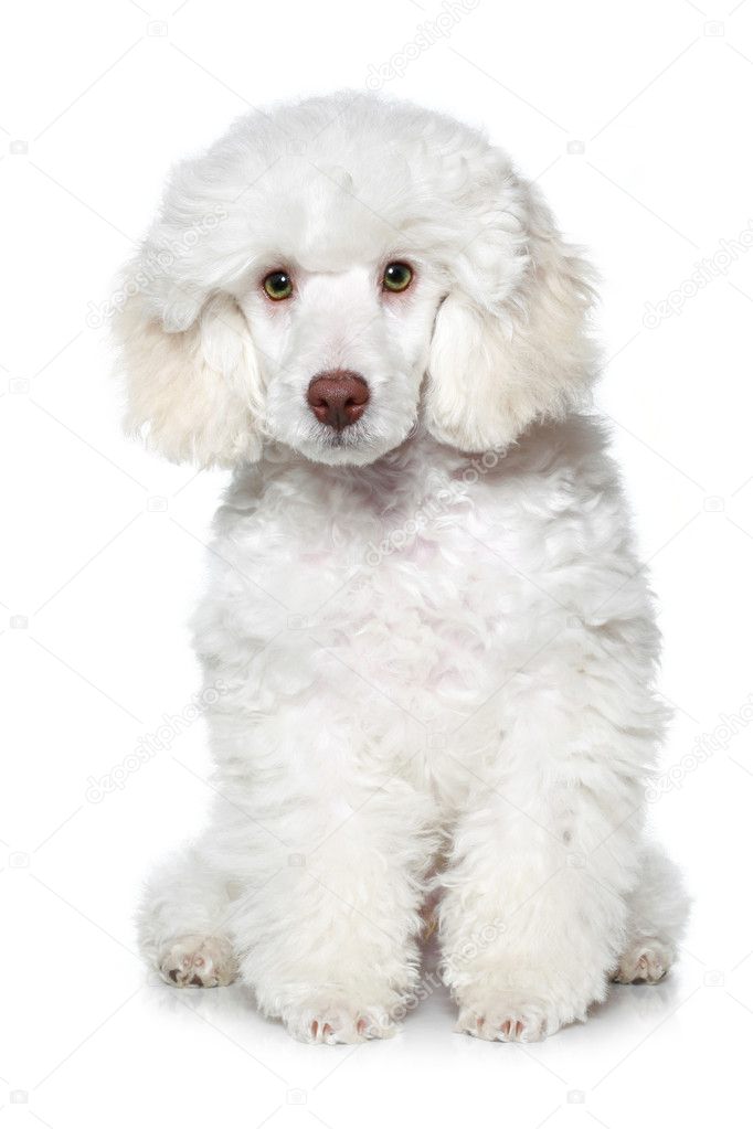 White poodle puppy on white background