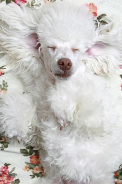 Sleeping dog clipart