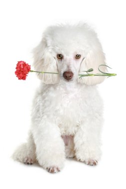 White poodle puppy with red flower clipart