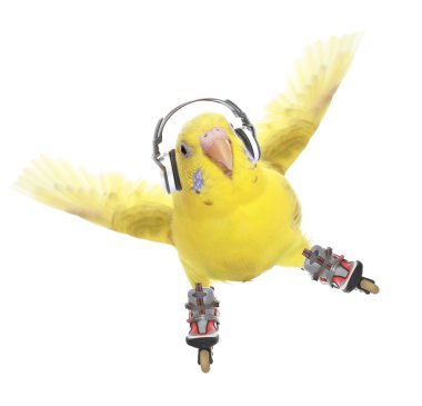 Budgerigar roller-skater in headphones clipart