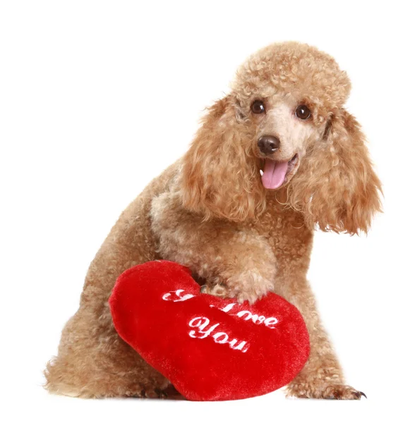 Apricot poodle with valentine gift — Stock Photo, Image