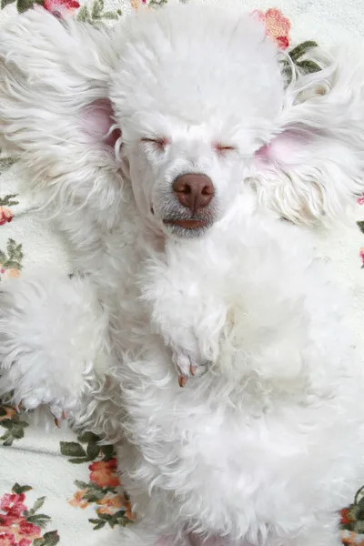Sovande hund — Stockfoto