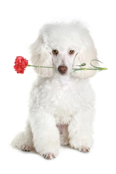Witte poedel pup met rode bloem — Stockfoto