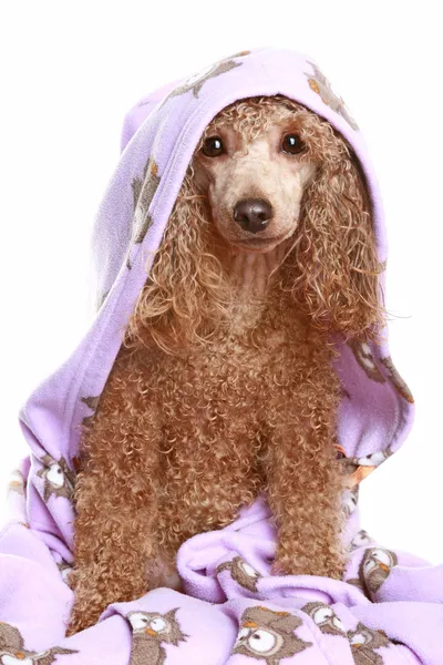 Dog after the bath — Stock Photo, Image