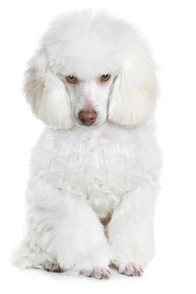Λευκό poodle — Φωτογραφία Αρχείου