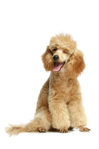 Small apricot poodle puppy — Stock Photo, Image