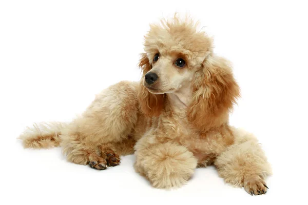 Μικρό βερίκοκο poodle κουτάβι — Φωτογραφία Αρχείου