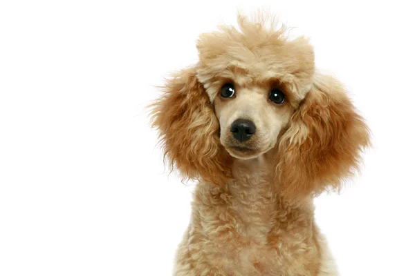 Pequeno cachorro poodle de damasco — Fotografia de Stock