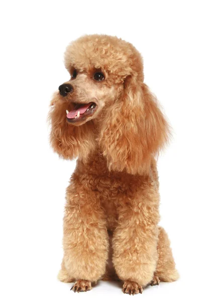 Cachorrinho de poodle de damasco (1 ano ) — Fotografia de Stock
