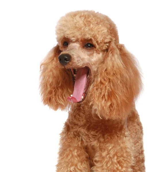 Abrikoos poedel pup (1 jaar) — Stockfoto