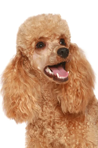 Close-up, cachorro poodle de damasco (1 ano ) — Fotografia de Stock