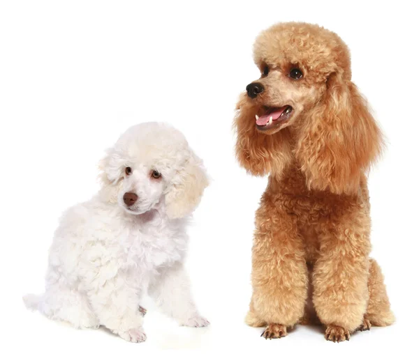 Toy and small poodle — Stock Photo, Image