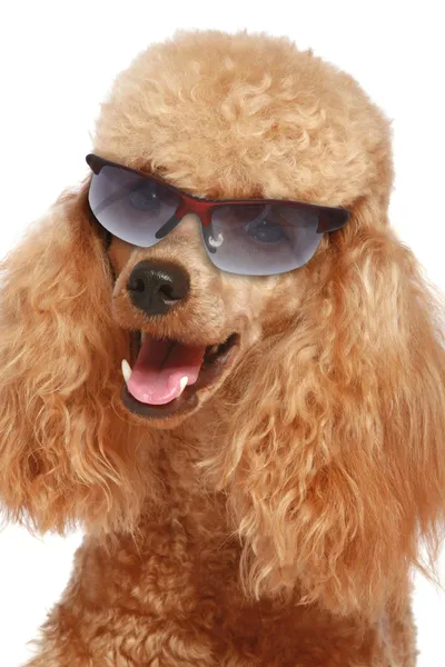 Cachorrinho de poodle de damasco em óculos de sol — Fotografia de Stock