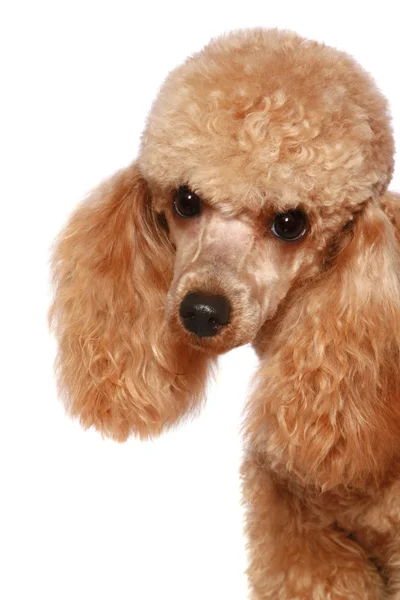 Small apricot poodle — Stock Photo, Image