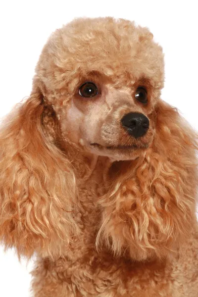 Pequeno poodle de damasco — Fotografia de Stock