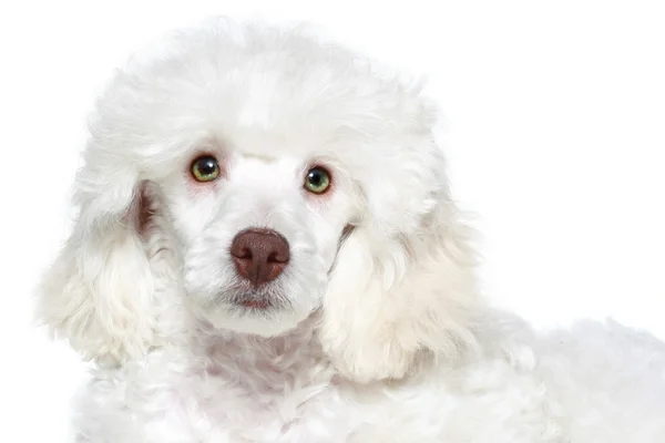 White poodle puppy — Stock Photo, Image