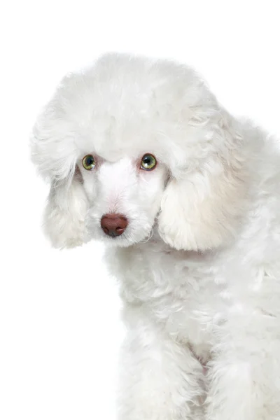 Ritratto di cucciolo di barboncino bianco — Foto Stock