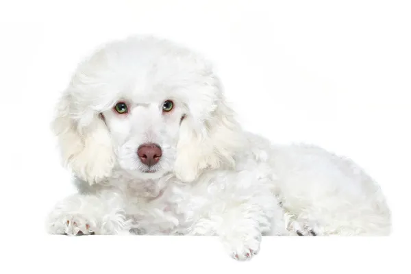 Cachorrinho de poodle branco com olhos verdes — Fotografia de Stock