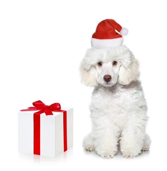 White poodle puppy with christmas gift — Stock Photo, Image