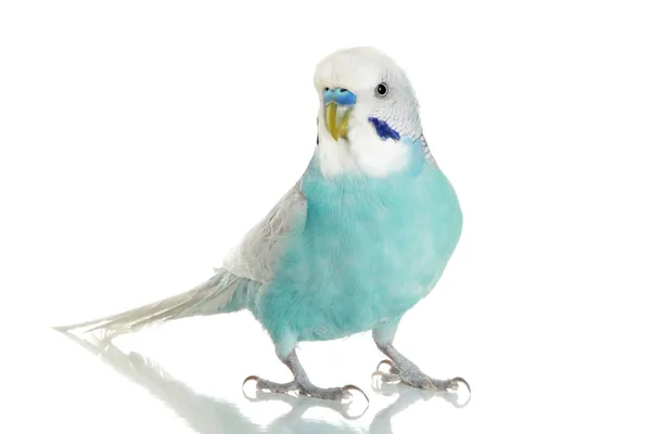 Kék hullámos papagájok — Stock Fotó