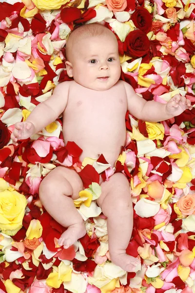Beautiful baby boy in a rose plants — Stock Photo, Image