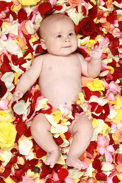 Beautiful boy in a rose plants. — Stock Photo, Image