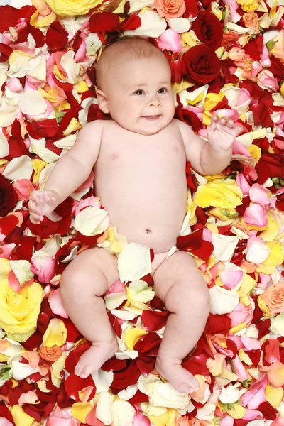 Hermoso niño en una rosa plantas — Foto de Stock