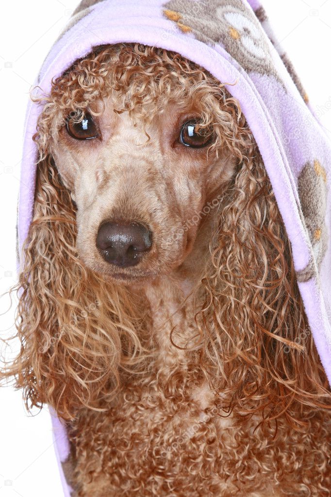 Apricot poodle after a bath