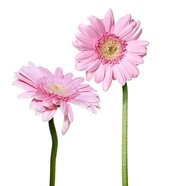 Two pink Gerber daisy flowers — Stock Photo, Image