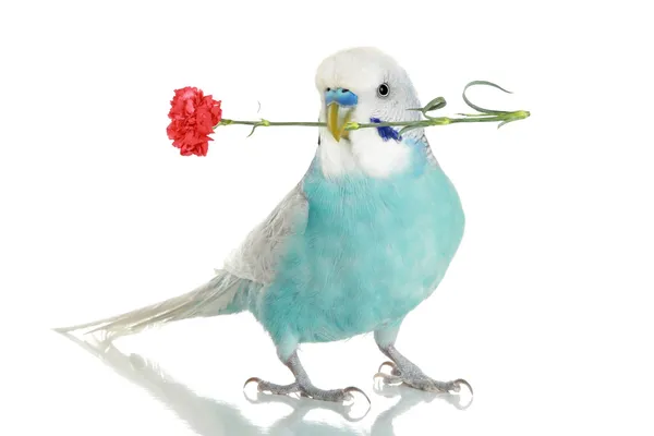 Blue budgie with a carnation — Stock Photo, Image