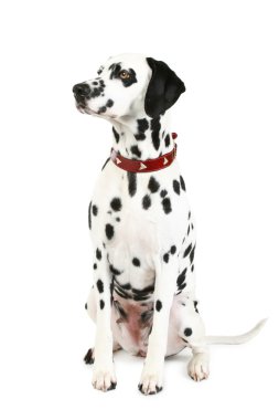 Dalmatian puppy in front clipart