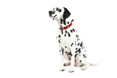 Dalmatian puppy. isolated clipart