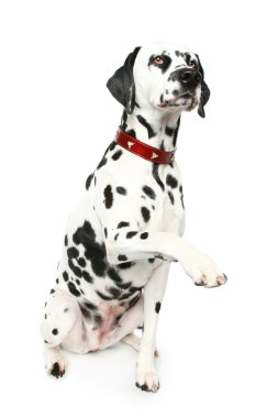 Dalmatian puppy clipart