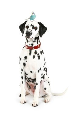 Dalmatian with blue budgerigar on head clipart