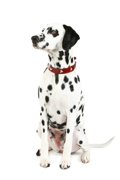 Cãozinho dálmata na frente — Fotografia de Stock