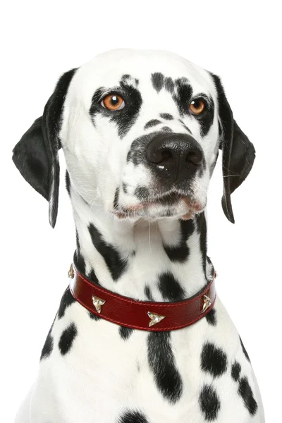 Далматинский портрет щенка — стоковое фото