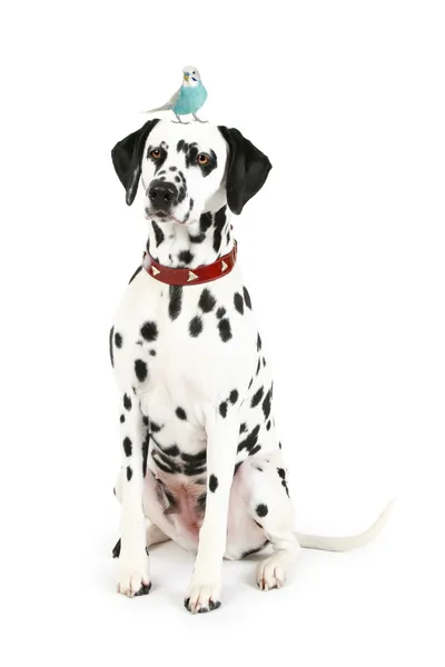 stock image Dalmatian with blue budgerigar on head