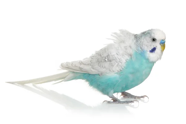 Синій Папуги хвилясті — стокове фото