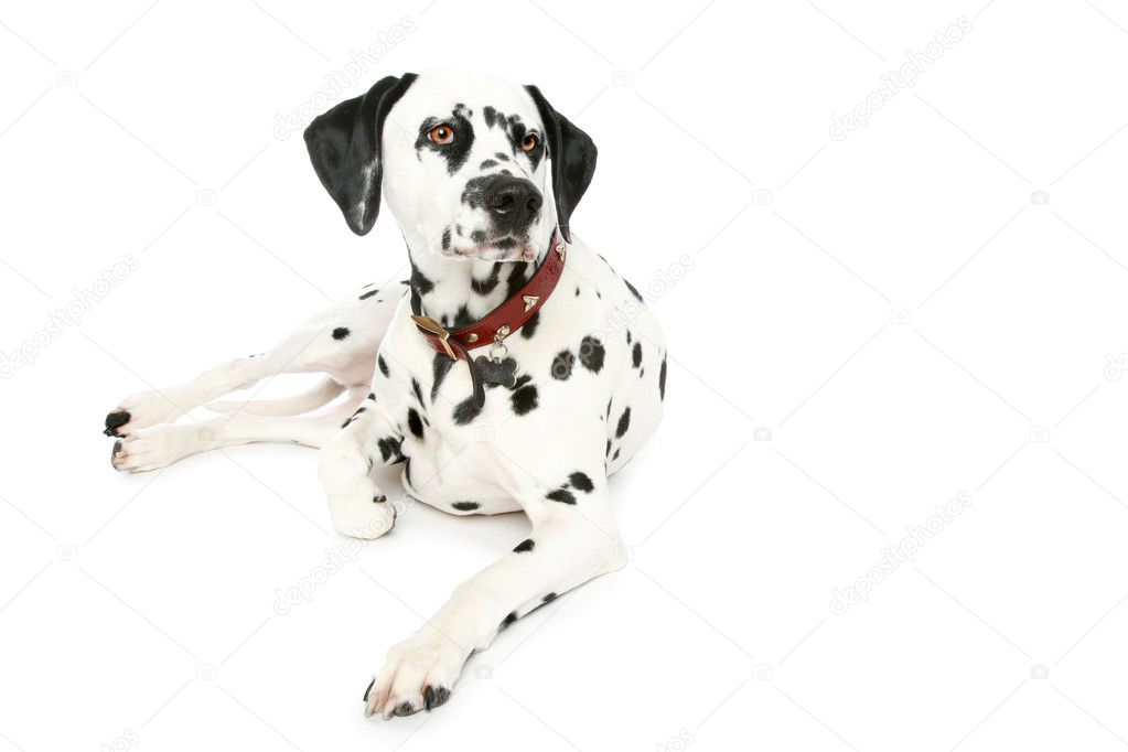 Dalmatian puppy in front