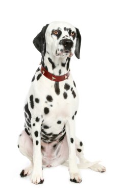 Dalmatian puppy in front clipart