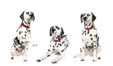 Three dalmatian puppy in front clipart