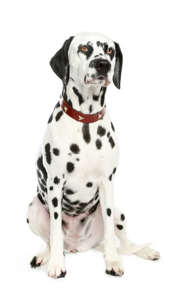 Dalmatische pup vooraan — Stockfoto