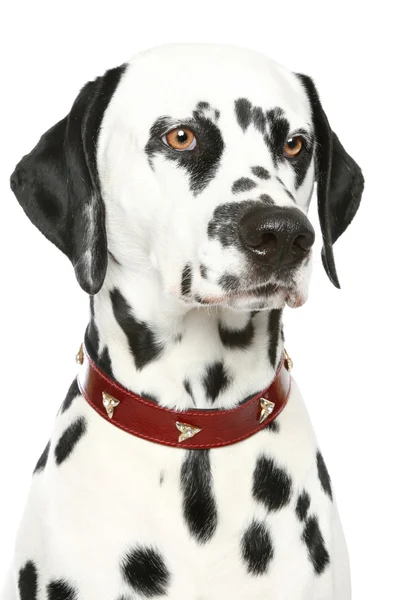 Далматинский портрет щенка — стоковое фото