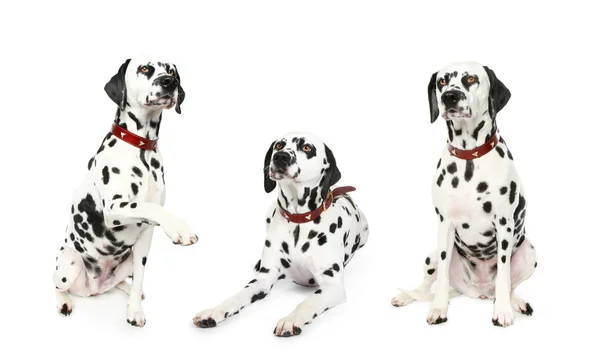 Tres cachorros dálmatas delante — Foto de Stock