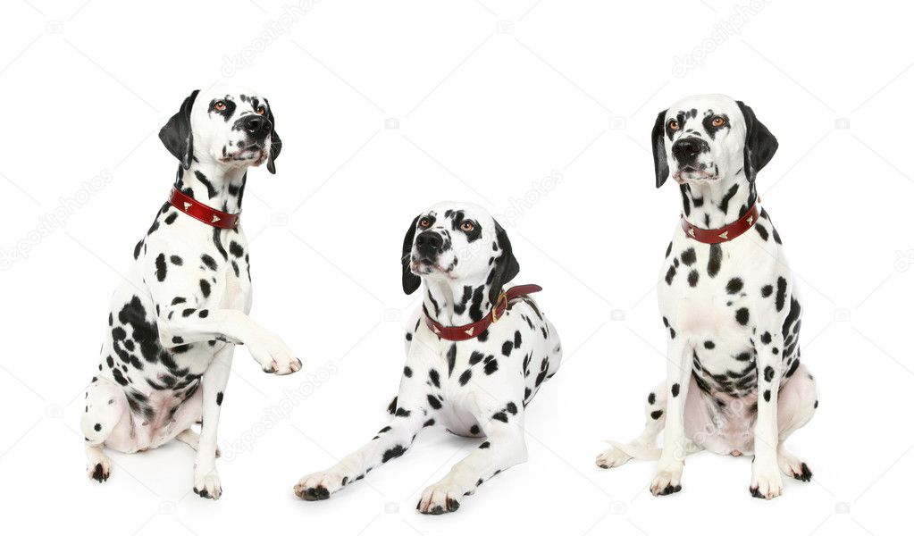Three dalmatian puppy in front
