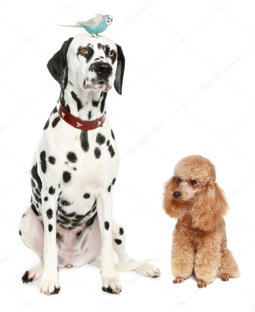 Dalmatian, poodle and budgie
