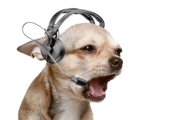Chihuahua telefonist — Stockfoto