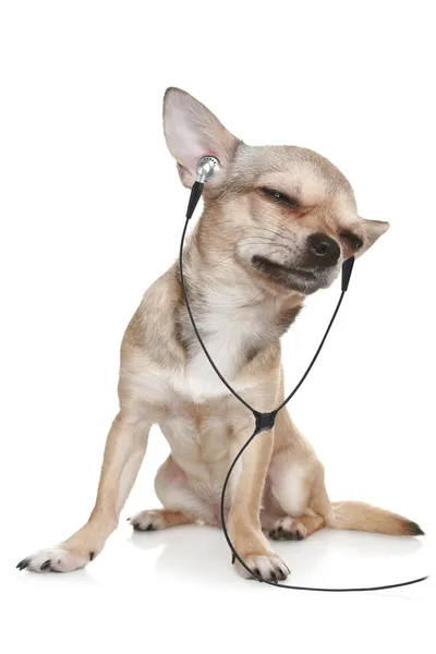 Pes poslouchá hudbu na sluchátkách — Stock fotografie