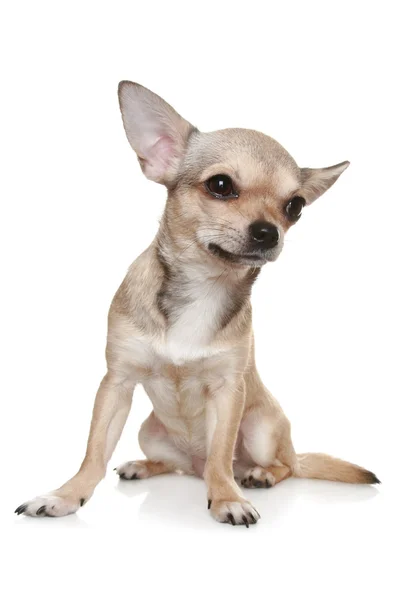 Chihuahua przed białym tłem — Zdjęcie stockowe